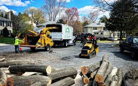 How Our Tree Care Process Works  in  Johnston City, IL